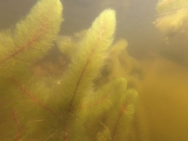 Closeup milfoilTLEA Thompson Lake Environmental Association Maine