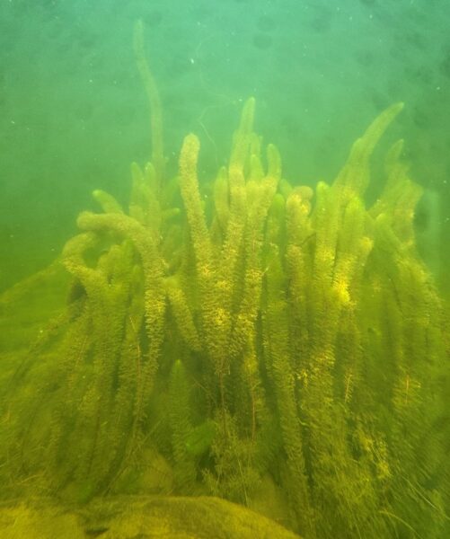 Milfoil