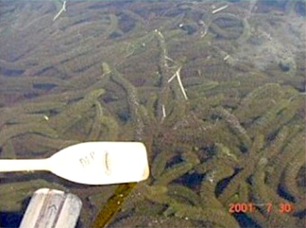 Milfoil 22TLEA Thompson Lake Environmental Association Maine