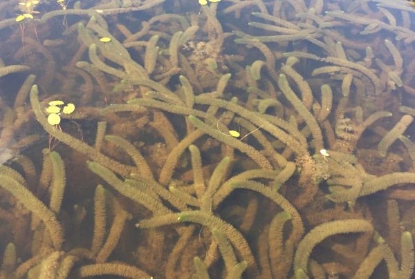 Milfoil Pine Point in water growing copy 4TLEA Thompson Lake Environmental Association Maine
