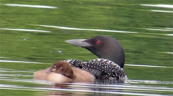 loon with chick ray potterTLEA Thompson Lake Environmental Association Maine