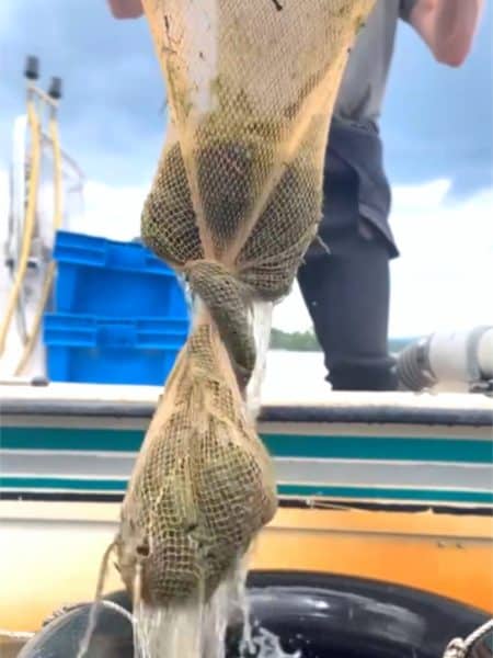 milfoil being pulled out of Thompson lake