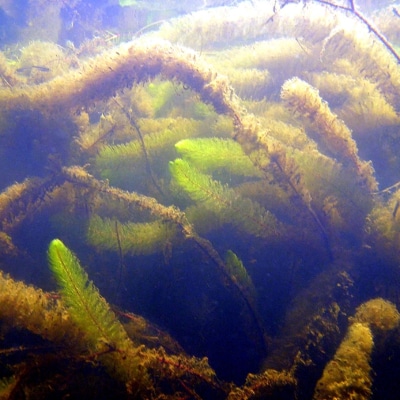 milfoil by the ton