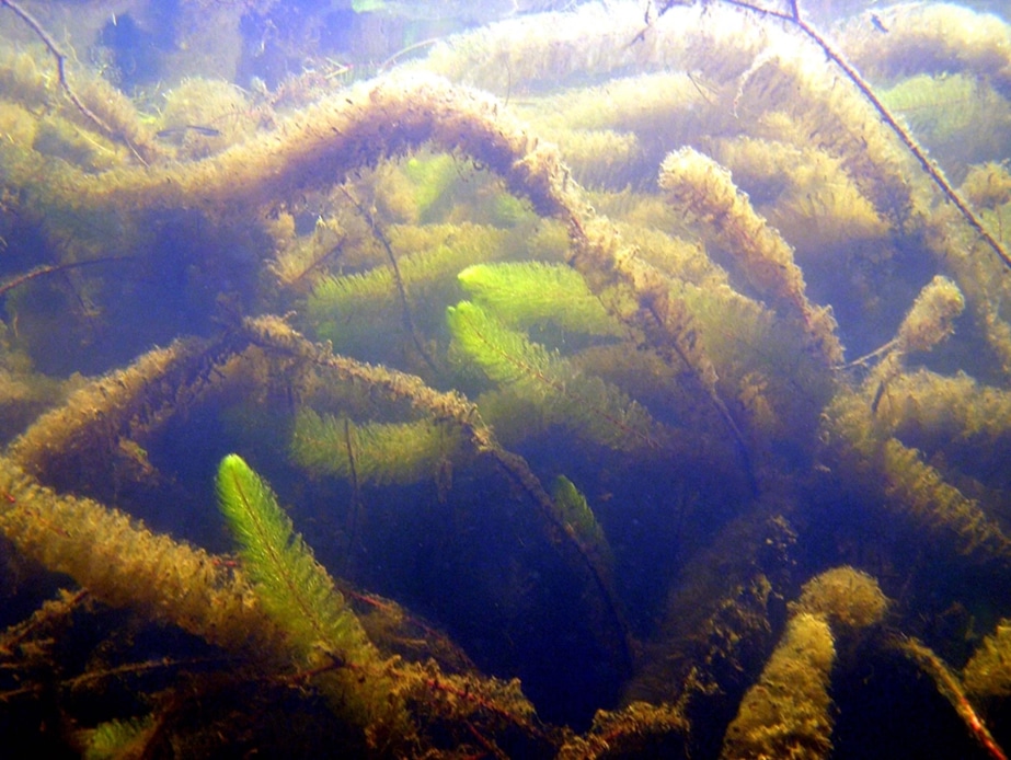 milfoil removed from Thompson Lake in Maine