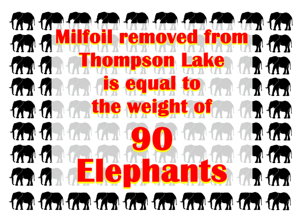 Milfoil equal to weight of 90 elephants