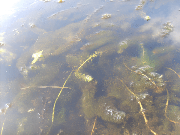 milfoil