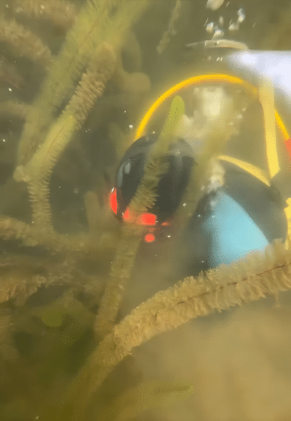 Diver under water gathering milfoil