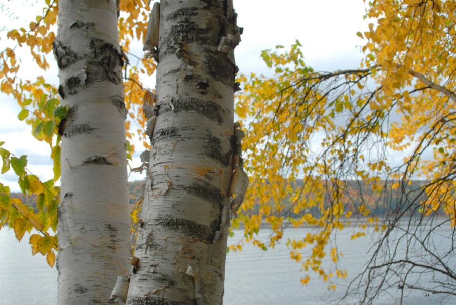 Photo Gallery - Thompson Lake Environmental Association