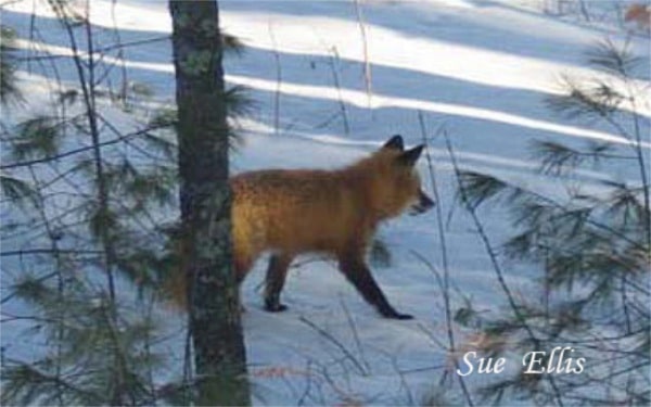 w red foxTLEA Thompson Lake Environmental Association Maine